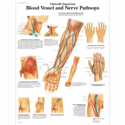 3b Scientific 1001530, Chart "blood Vessel, Nerve Pathways"