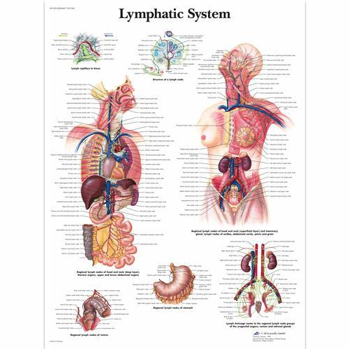 3b Scientific 1001540, Chart "lymphatic System"