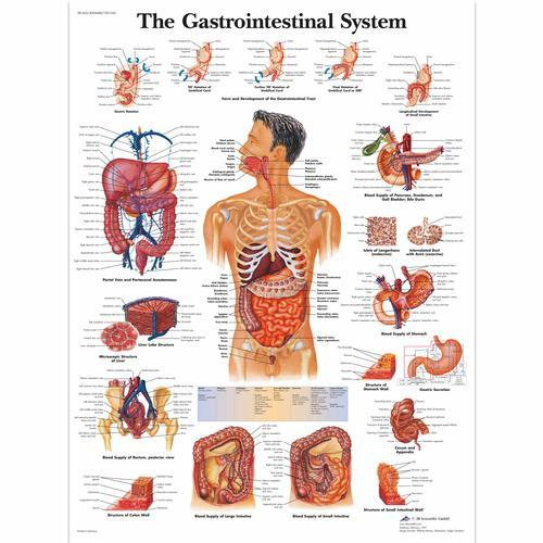 3b Scientific 1001542, Chart "the Gastrointestinal System"