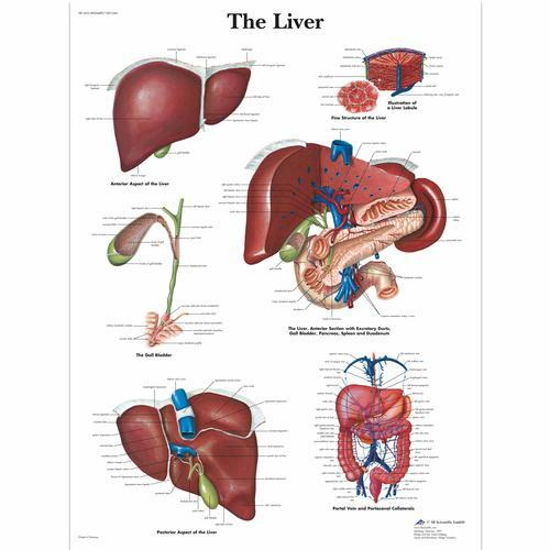 3b Scientific 1001544, Chart "the Liver"