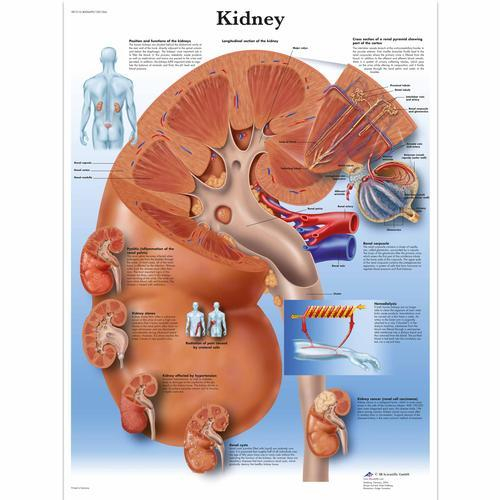 3b Scientific 1001564, Chart "kidney"
