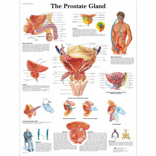 3b Scientific 1001566, Chart "the Prostate Gland"
