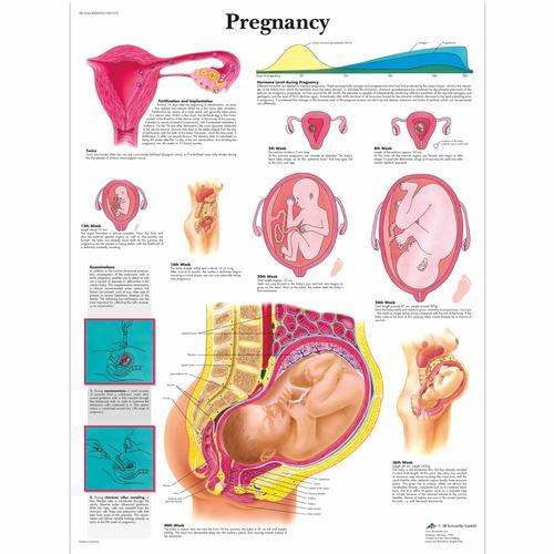 3b Scientific 1001572, Chart "pregnancy"