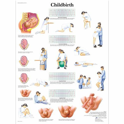 3b Scientific 1001574, Chart "childbirth"