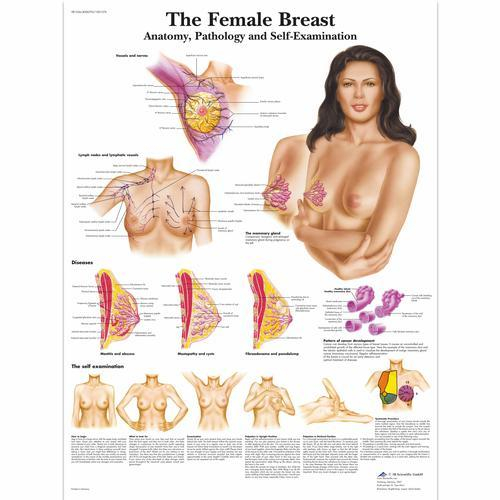 3b Scientific 1001576, Chart "the Female Breast"