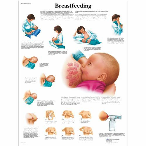 3b Scientific 1001578, Chart "breastfeeding"