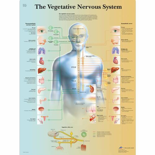 3b Scientific 1001582, Chart "vegetative Nervous System"