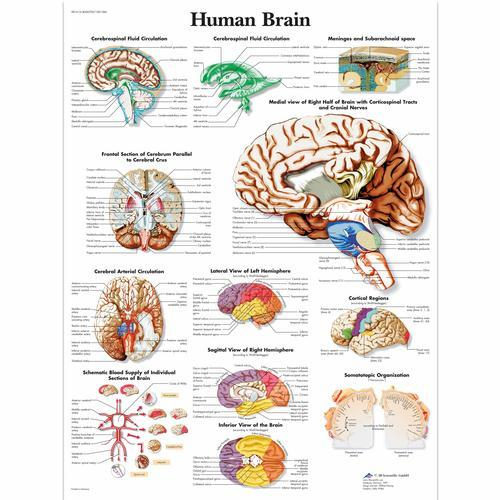 3b Scientific 1001584, Chart "human Brain"