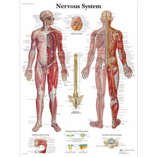 3b Scientific 1001586, Chart "nervous System"