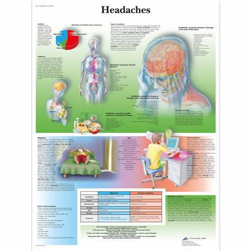 3b Scientific 1001604, Chart "headaches"