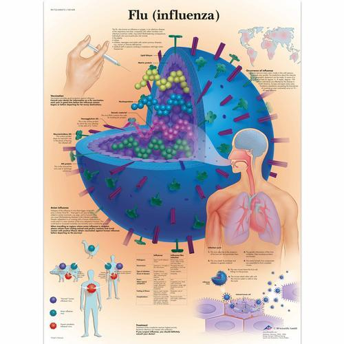3b Scientific 1001608, Chart "flu Influenza"