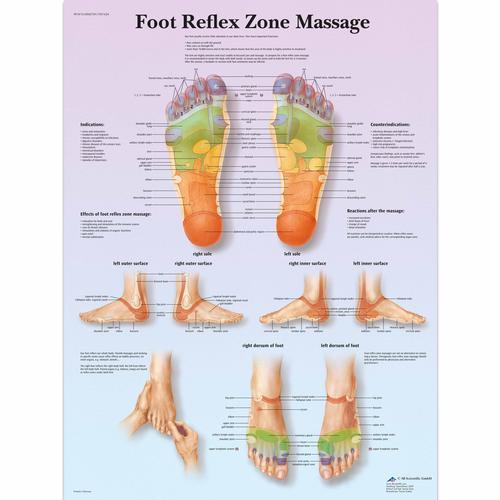 3b Scientific 1001624, Chart "foot Reflex Zone Massage"