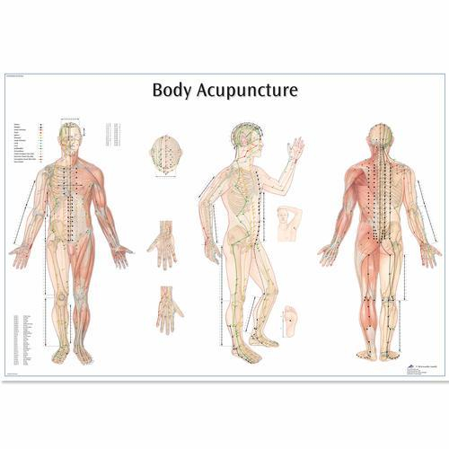 3b Scientific 1001626, Chart "body Acupuncture"