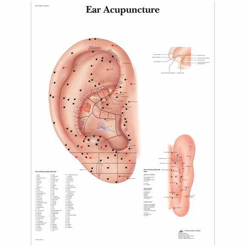 3b Scientific 1001628, Chart "ear Acupuncture"