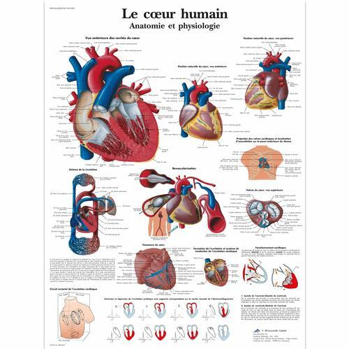 3b Scientific 1001690, Chart "le Coeur Humain"