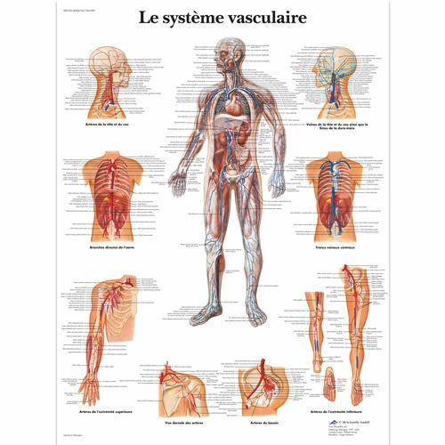 3b Scientific 1001695, Chart "le Systeme Vasculaire"