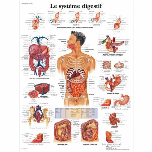 3b Scientific 1001709, Chart "le Systeme Digestif"