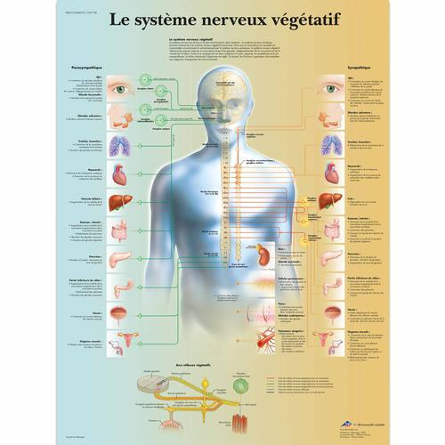 3b Scientific 1001749, Chart "le Systeme Nerveux Vegetatif"
