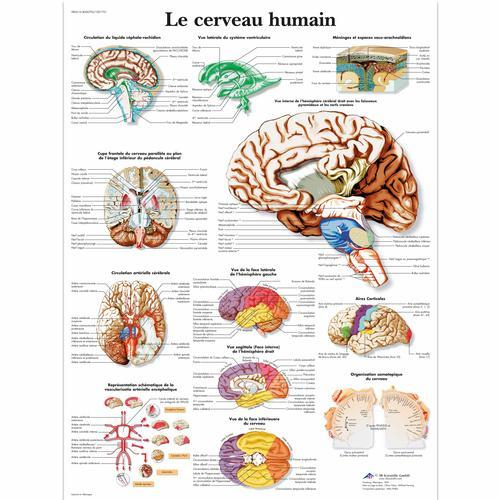 3b Scientific 1001751, Chart "le Cerveau Humain"