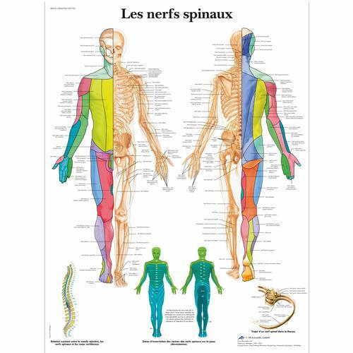 3b Scientific 1001755, Chart "les Nerfs Spinaux"