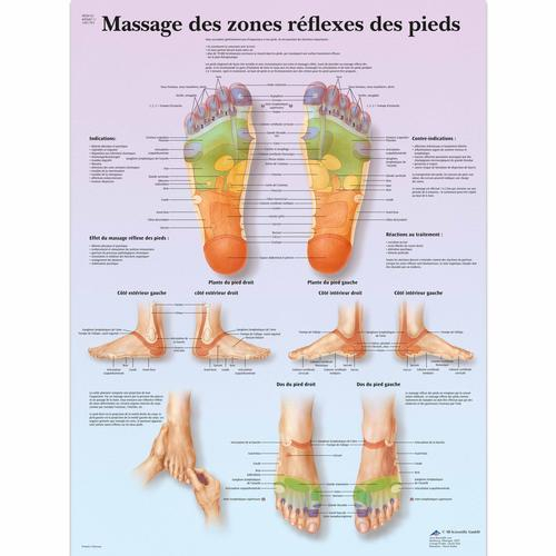 3b Scientific 1001793, Chart "massage Des Zones Reflexes"