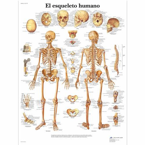 3b Scientific 1001799, Chart "el Esqueleto Humano"