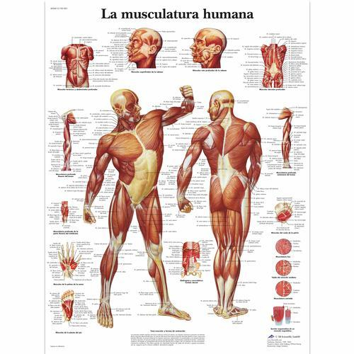 3b Scientific 1001801, Chart "la Musculatura Humana"