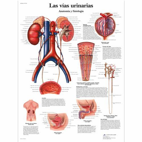 3b Scientific 1001891, Chart "las Vias Urinarias"