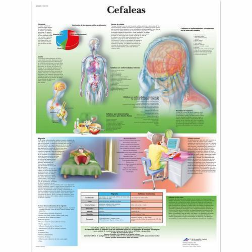 3b Scientific 1001933, Chart "cefaleas"