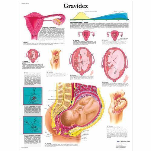 3b Scientific 1002177, Chart "gravidez" Portuguese
