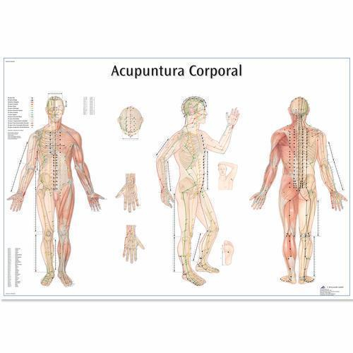 3b Scientific 1002207, Chart "acupuntura Corporal" Portuguese