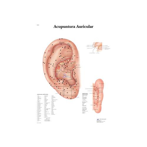 3b Scientific 1002209, Chart "ear Acupuncture" Portuguese