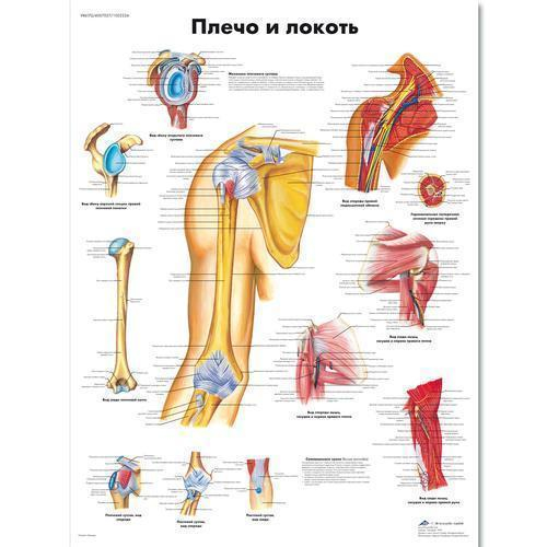 3b Scientific 1002224, Chart "shoulder And Elbow" Russian