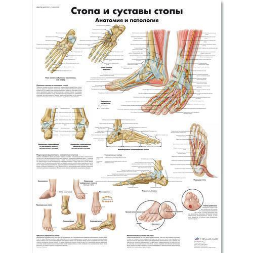 3b Scientific 1002232, Chart "foot And Joints Of Foot" Russian
