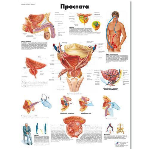 3b Scientific 1002307, Chart "the Prostate Gland" Russian