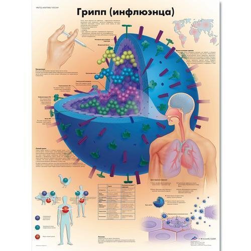 3b Scientific 1002349, Chart "flu Influenza" Russian