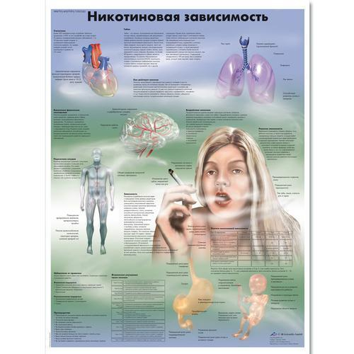 3b Scientific 1002363, Chart "nicotine Dependence" Russian