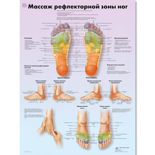 3b Scientific 1002365, Chart "foot Reflex Zone Massage" Russian