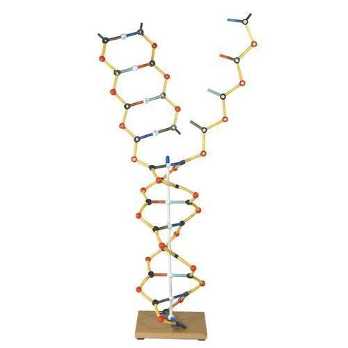 3B Scientific 1005302