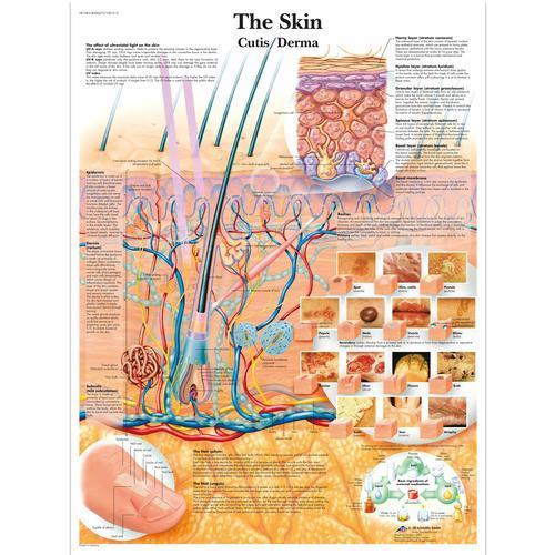 3b Scientific 4006673, Chart "the Skin", Paper