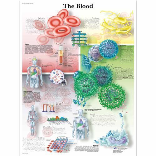 3b Scientific 4006686, Chart "the Blood", Paper