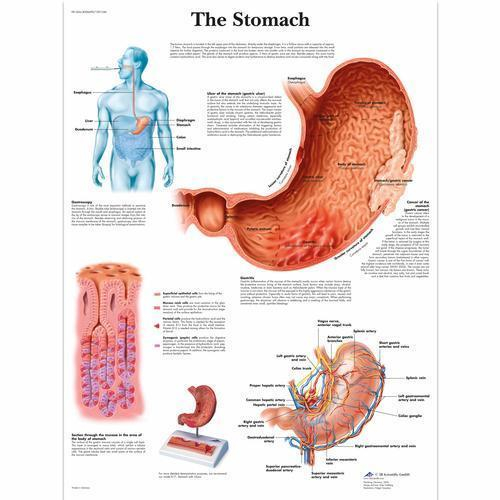 3b Scientific 4006690, Chart "the Stomach", Paper