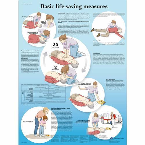 3b Scientific 4006725, Chart "basic Life Support", Paper