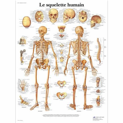 3b Scientific 4006732, Chart "le Squelette Humain", French, Paper