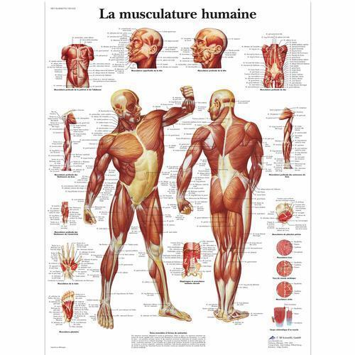 3b Scientific 4006733, Chart "la Musculature Humaine", French, Paper