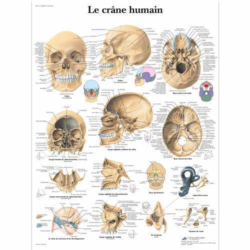 3b Scientific 4006737, Chart "le Crane Humain", French, Paper