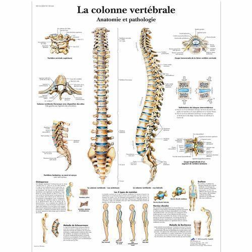 3b Scientific 4006739, Chart "la Colonne Vertebrale", French, Paper
