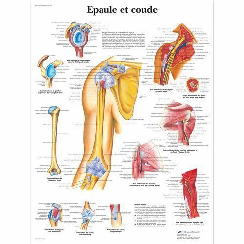 3b Scientific 4006740, Chart "epaule Et Coude", French, Paper