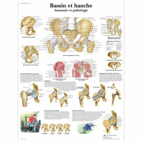 3b Scientific 4006742, Chart "bassin Et Hanche", French, Paper