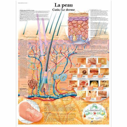 3b Scientific 4006756, Chart "la Peau", French, Paper